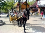 SENIOR HOLIDAY w BIA�KA CW